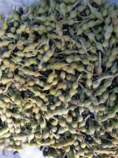 山豆根种子，自产自销免费提供种植技术